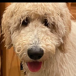 Meet your Posher, Laurie